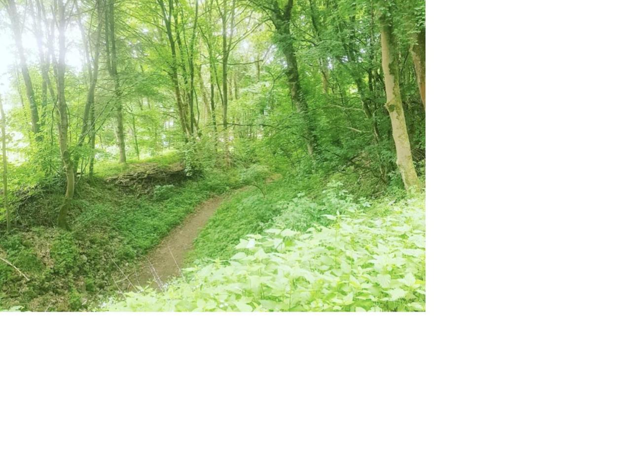 Feel Like Home - Metime2 Frielendorf エクステリア 写真